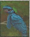 Colnect-3516-445-Amazonian-Umbrellabird-Cephalopterus-ornatus.jpg