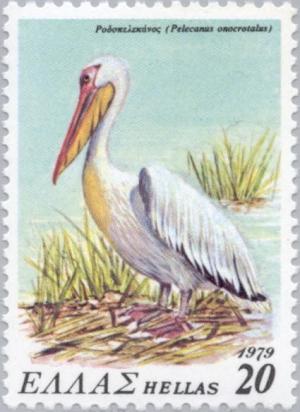 Colnect-174-346-Great-White-Pelican-Pelecanus-onocrotalus.jpg