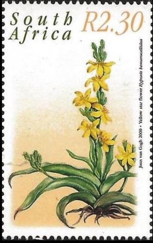 Colnect-3057-155-Yellow-star-flower.jpg