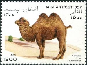 Colnect-5991-515-Bactrian-Camel-Camelus-ferus-bactrianus.jpg