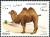Colnect-5991-515-Bactrian-Camel-Camelus-ferus-bactrianus.jpg