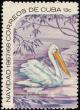 Colnect-2509-023-American-White-Pelican-Pelecanus-erythrorhynchus.jpg