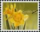 Colnect-573-834-Yellow-daffodils.jpg