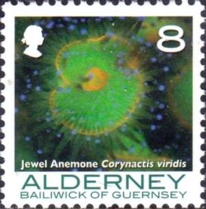 Colnect-4428-120-Jewel-Anemone-Corynactis-viridis.jpg