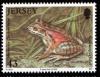 Colnect-706-728-Mountain-Chicken-Frog-Leptodactylus-fallax.jpg