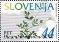 Colnect-681-673-Flowers-of-Slovenia-Hladnikia-pastinacifolia.jpg