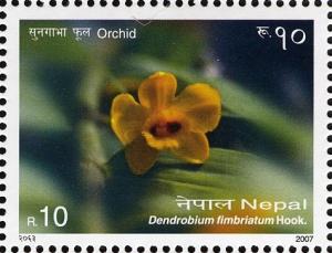 Colnect-551-397-Orchids---Dendrobium-fimbriatum-Hook.jpg