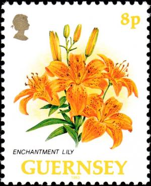 Colnect-5564-769-Enchantment-Lily.jpg