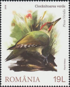 Colnect-6000-889-European-Green-Woodpecker-Picus-viridis.jpg