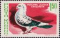 Colnect-1957-443-Timisoara-Pied-Pigeon-Columba-livia-forma-domestica-.jpg
