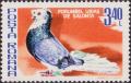 Colnect-1957-445-Salonta-Giant-Pigeon-Columba-livia-forma-domestica.jpg