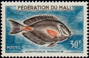 Colnect-1049-708-Monrovia-Surgeonfish-Acanthurus-monroviae.jpg