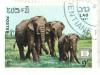 Colnect-532-918-Asian-Elephant-Elephas-maximus.jpg