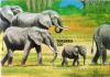 Colnect-540-067-African-Elephant-Loxodonta-africana.jpg