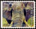 Colnect-4934-815-African-Elephant-Loxodonta-africana.jpg