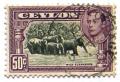 Colnect-527-782-Indian-Elephants-Elephas-maximus.jpg