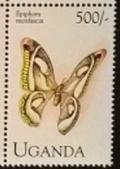 Colnect-5952-927-Moth-Epiphora-rectifascia.jpg