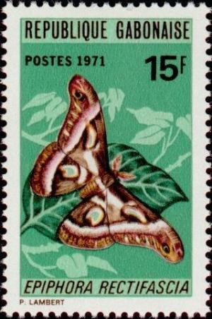 Colnect-1051-025-Moth-Epiphora-rectifascia.jpg