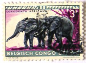 Colnect-553-786-African-Elephant-Loxodonta-africana.jpg