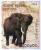Colnect-549-028-African-Elephant-Loxodonta-africana.jpg