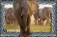 Colnect-3486-737-African-Elephant-Loxodonta-africana.jpg