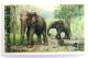 Colnect-533-584-Asian-Elephant-Elephas-maximus.jpg