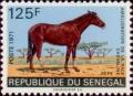 Colnect-1995-915-Pepe-Equus-ferus-caballus.jpg