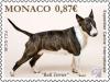 Colnect-2682-348-Bull-Terrier-Canis-lupus-familiaris.jpg
