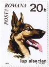Colnect-447-547-German-Shepherd-Canis-lupus-familiaris.jpg