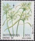 Colnect-1754-777-Cyperus-alopecuroides.jpg