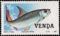Colnect-2840-136-African-Tigerfish-Hydrocynus-vittatus.jpg