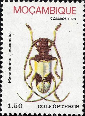 Colnect-1115-760-White-Borer-Monochamus-leuconotus.jpg