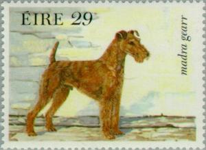 Colnect-128-721-Irish-Terrier-Canis-lupus-familiaris.jpg