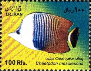 Colnect-1592-897-White-face-Butterflyfish-Chaetodon-mesoleucos.jpg