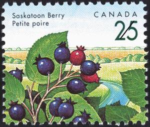 Colnect-2822-719-Saskatoon-Berry-Amelanchier-alnifolia.jpg