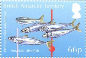Colnect-3716-127-Antarctic-Silverfish-Pleuragramma-antarctica.jpg