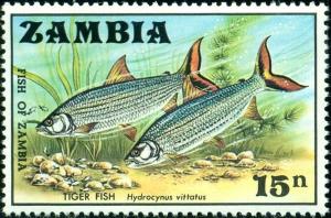 Colnect-4182-667-African-Tigerfish-Hydrocynus-vittatus.jpg