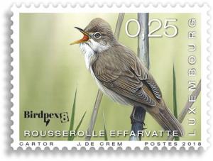 Colnect-4951-037-Reed-warbler-Acrocephalus-scirpaceus.jpg