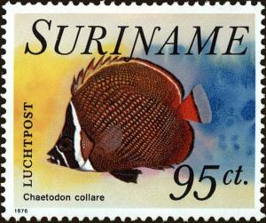 Colnect-4977-824-Redtail-Butterflyfish-Chaetodon-collare.jpg
