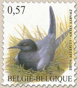 Colnect-561-764-Black-Tern-Chlidonias-niger-.jpg