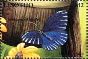Colnect-5964-994-Butterfly-Uraneis-ucubis.jpg
