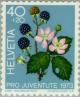 Colnect-140-516-Blackberry-Rubus-fruticosus.jpg