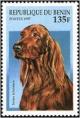 Colnect-2091-964-Irish-Setter-Canis-lupus-familiaris.jpg