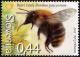 Colnect-4983-203-Common-carder-bee-Bumblebees-pascuorum.jpg