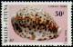 Colnect-897-413-Giant-Tiger-Cowrie-Cypraea-tigris.jpg
