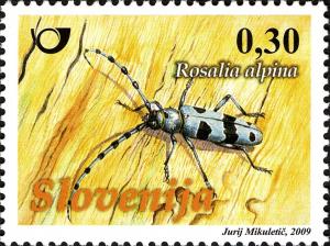 Colnect-689-195-FAUNA---beetles---Rosalia-alpina-Linnaeus.jpg