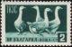 Colnect-867-173-Domestic-geese-Anser-anser-domestica.jpg