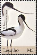 Colnect-1725-610-Pied-Avocet-Recurvirostra-avosetta.jpg
