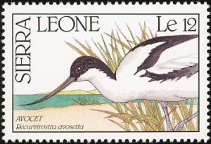 Colnect-2194-112-Pied-Avocet-Recurvirostra-avosetta.jpg