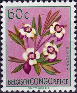 Colnect-4307-186-Euphorbia-poggei.jpg